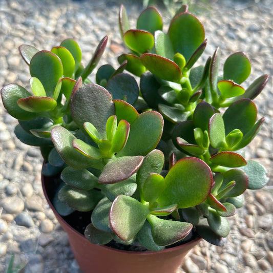 Crassula ovata 'Jade Crosby'