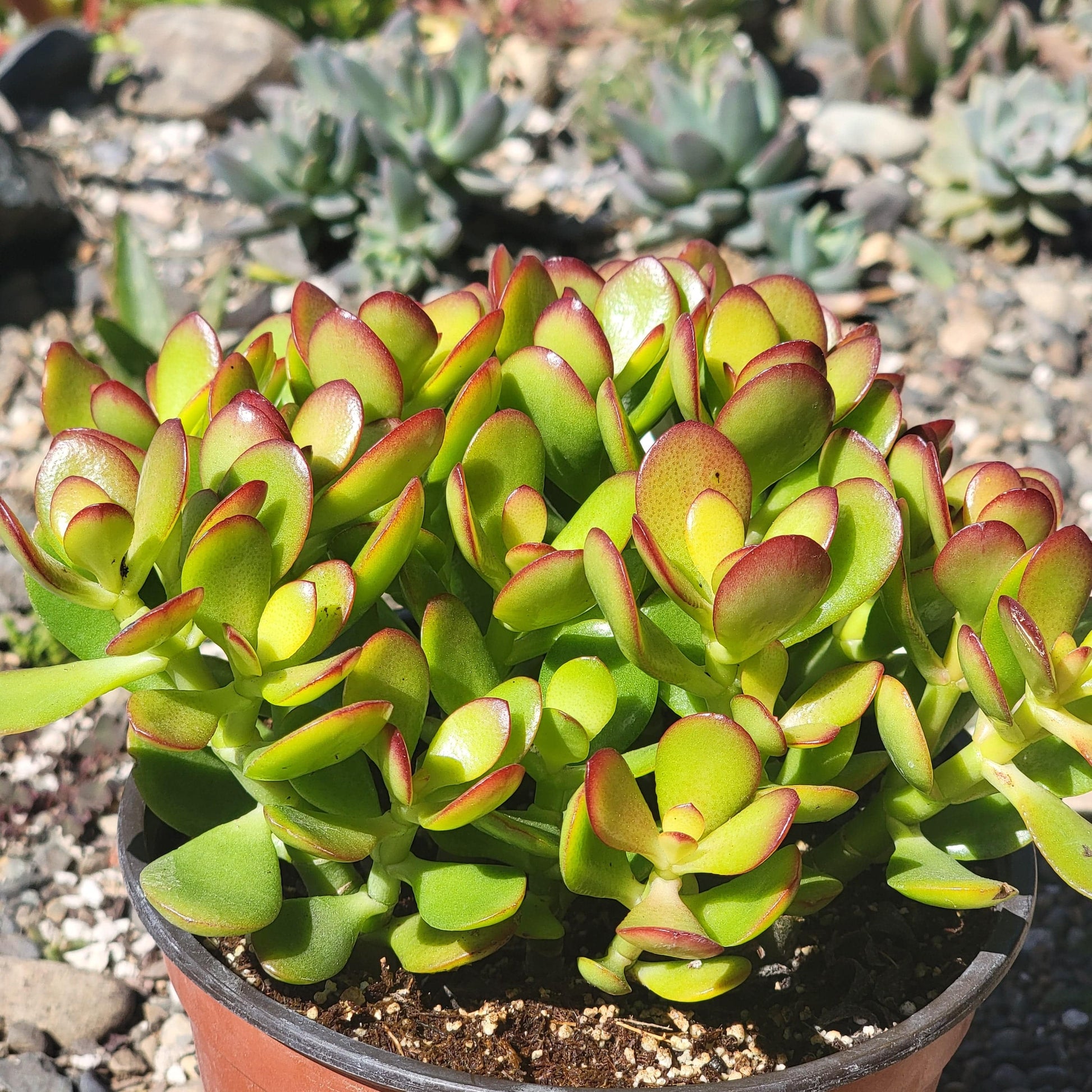 crosby red jade plant Crassula ovata 'Jade Crosby' – DesertScapeSucculent