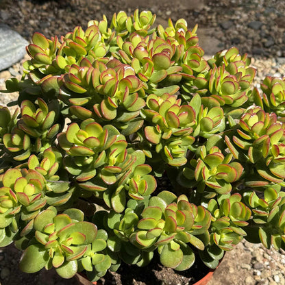 Crassula ovata 'Jade Crosby' - 8 Inch Assorted - Succulent - DesertScapeSucculent