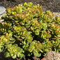 Crassula ovata 'Jade Crosby' - 8 Inch Assorted - Succulent - DesertScapeSucculent