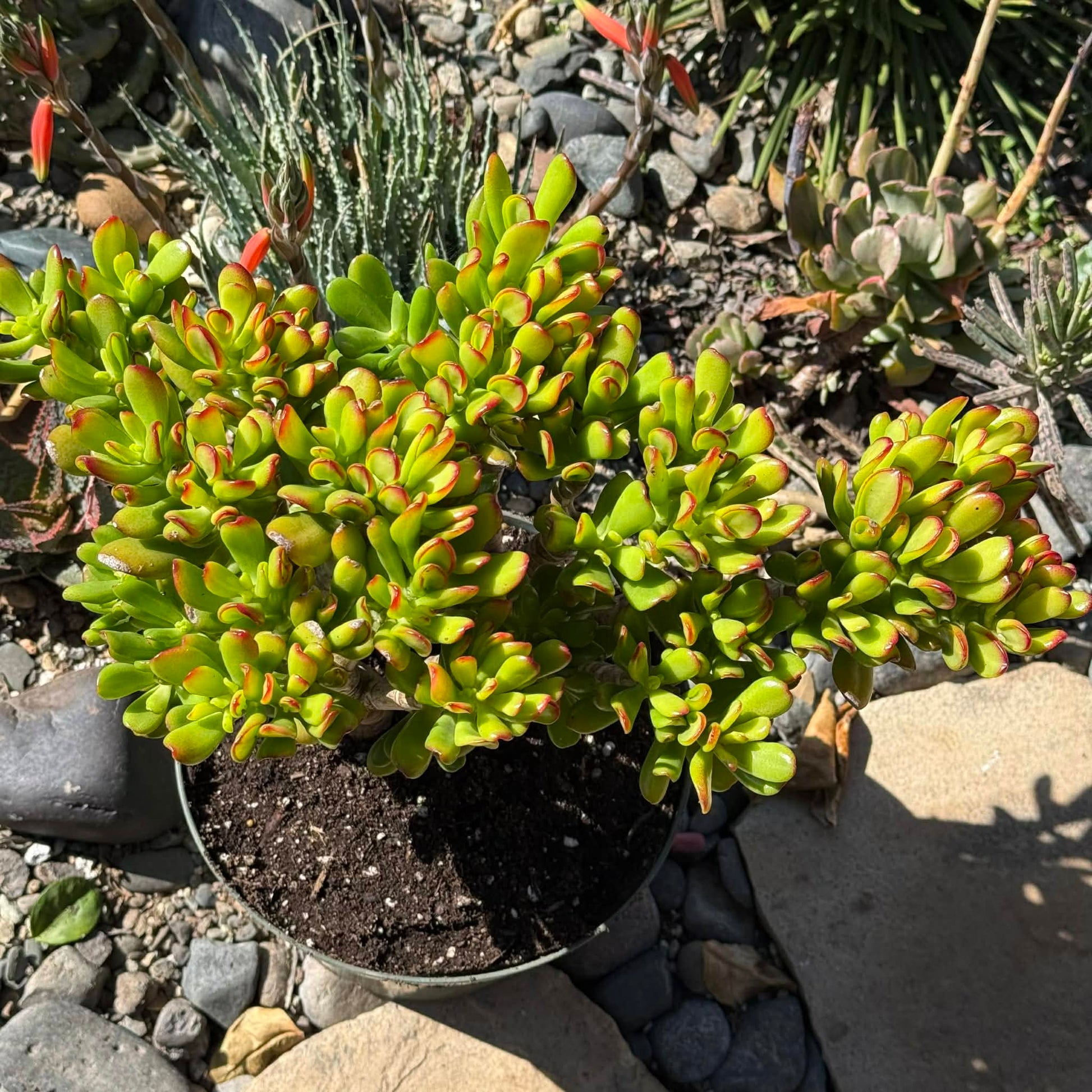 DesertScapeSucculent Succulent Crassula ovata Jade 'Hobbit x Crosby'