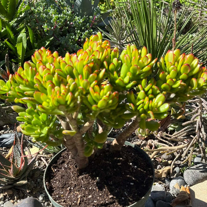 DesertScapeSucculent Succulent Crassula ovata Jade 'Hobbit x Crosby'