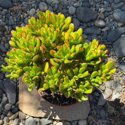 DesertScapeSucculent Succulent Crassula ovata Jade 'Hobbit x Crosby'