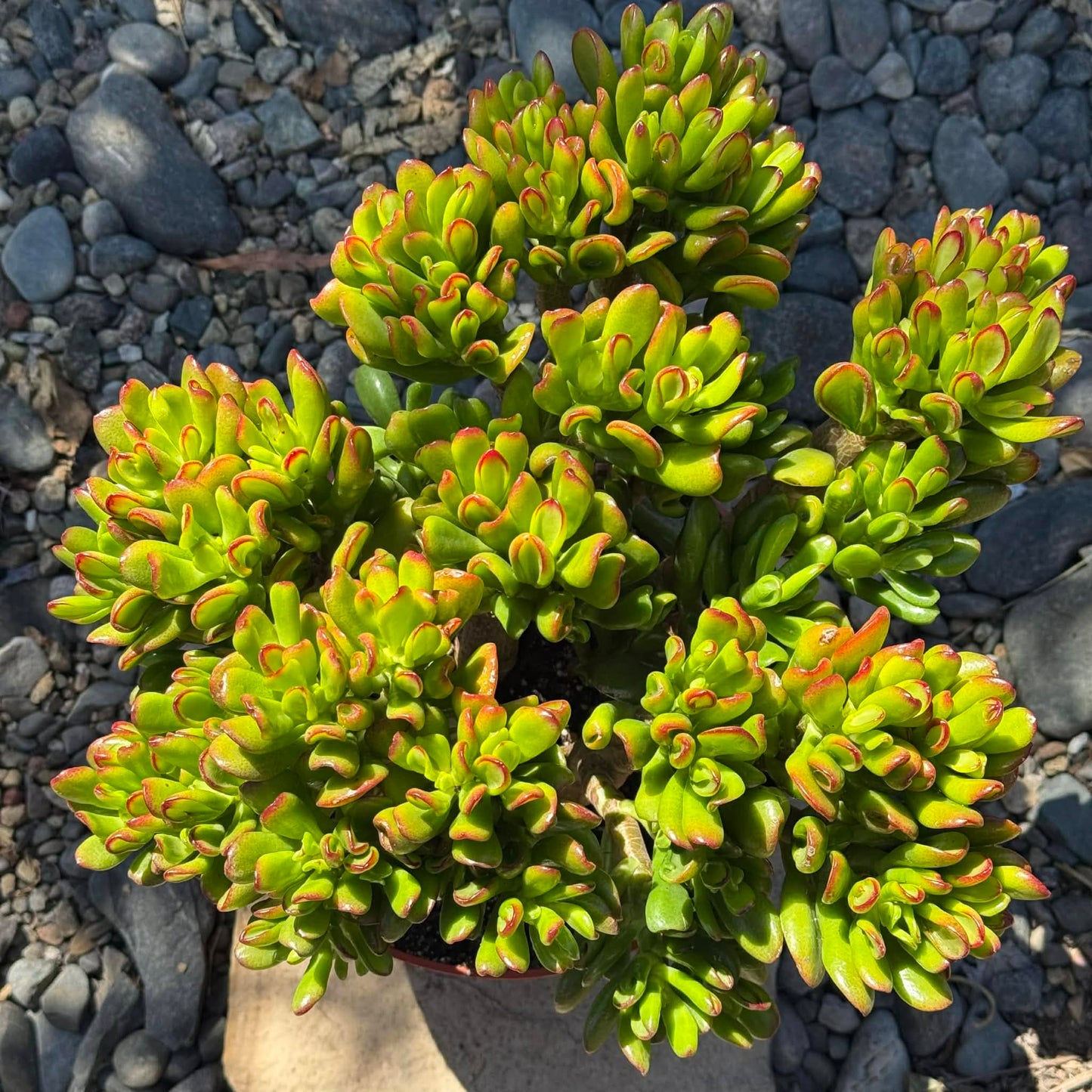 DesertScapeSucculent Succulent Crassula ovata Jade 'Hobbit x Crosby'