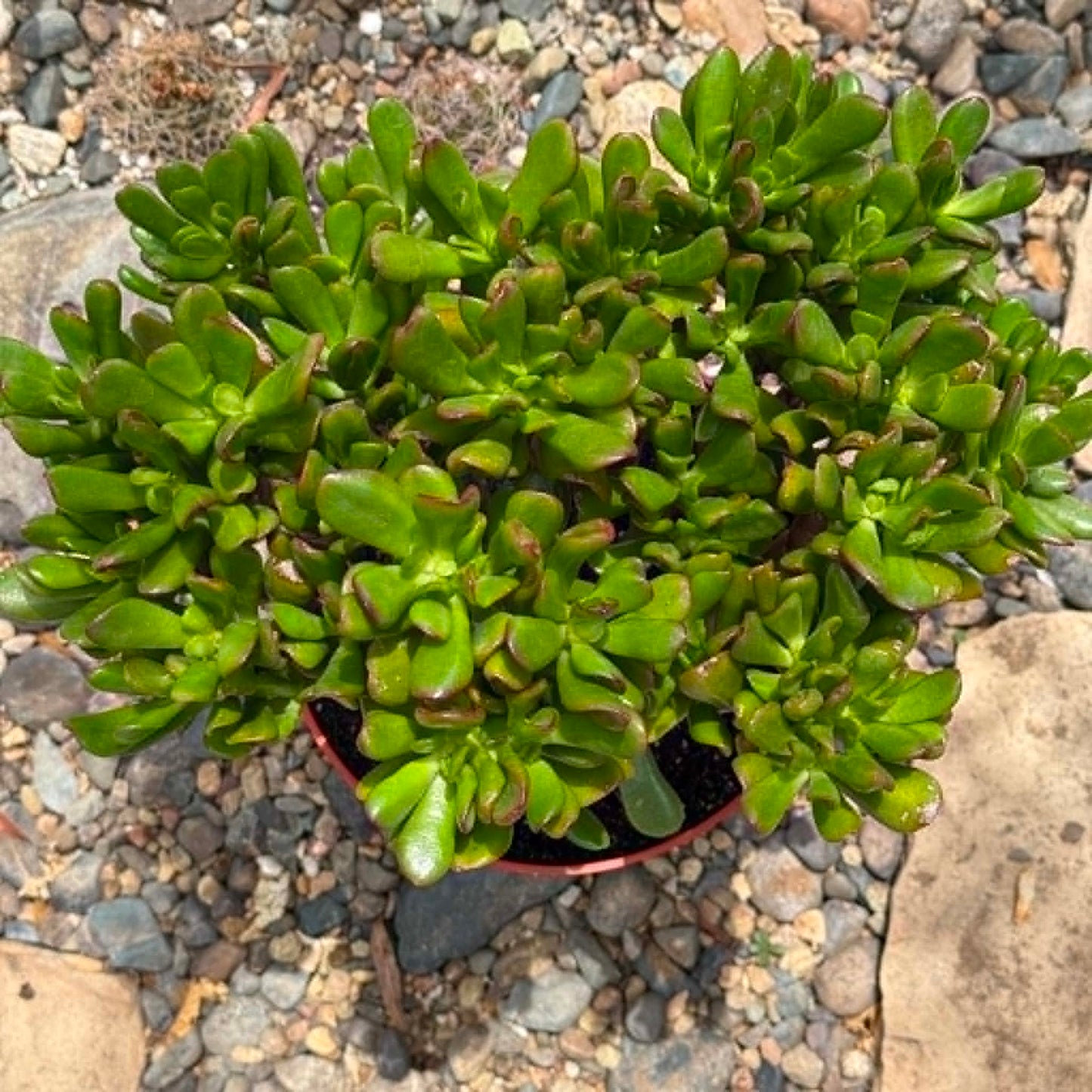DesertScapeSucculent Succulent Crassula ovata Jade 'Hobbit x Crosby'