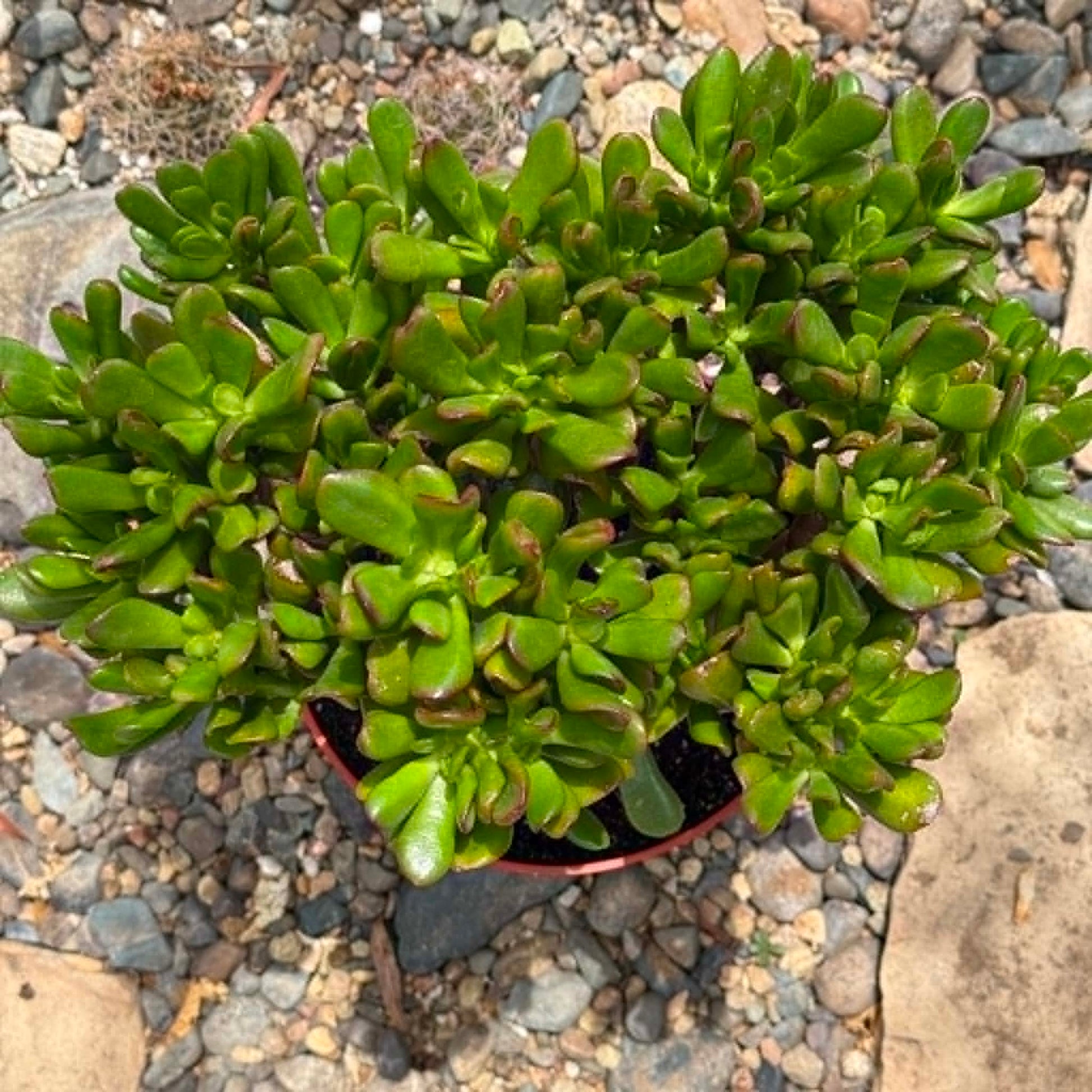 DesertScapeSucculent Succulent Crassula ovata Jade 'Hobbit x Crosby'