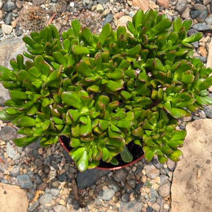 DesertScapeSucculent Succulent Crassula ovata Jade 'Hobbit x Crosby'