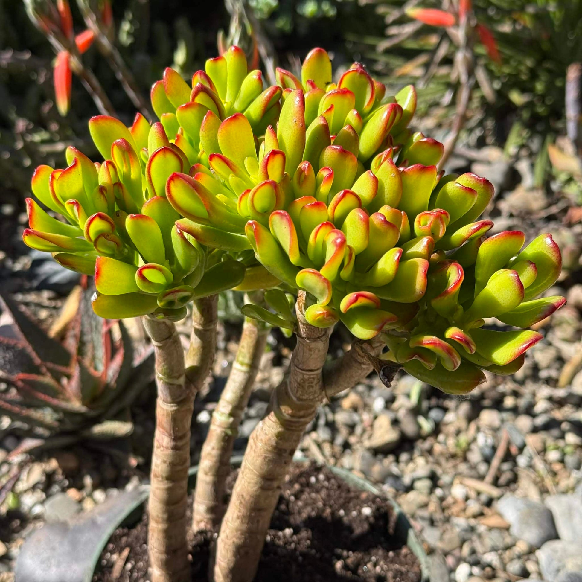 DesertScapeSucculent Succulent 6 Inch Crassula ovata Jade 'Hobbit x Crosby'