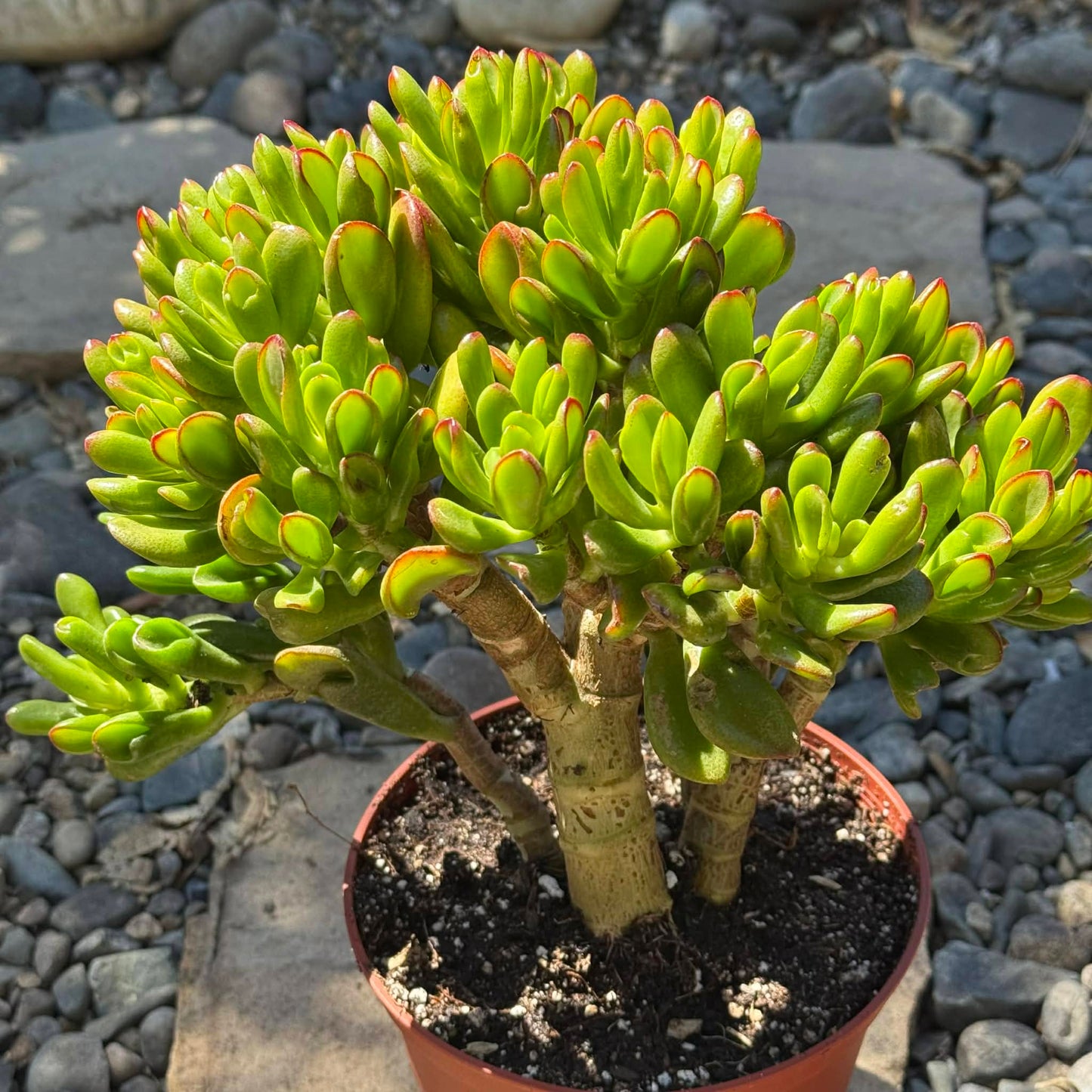 DesertScapeSucculent Succulent 6 Inch Crassula ovata Jade 'Hobbit x Crosby'