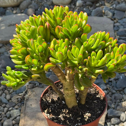 DesertScapeSucculent Succulent 6 Inch Crassula ovata Jade 'Hobbit x Crosby'