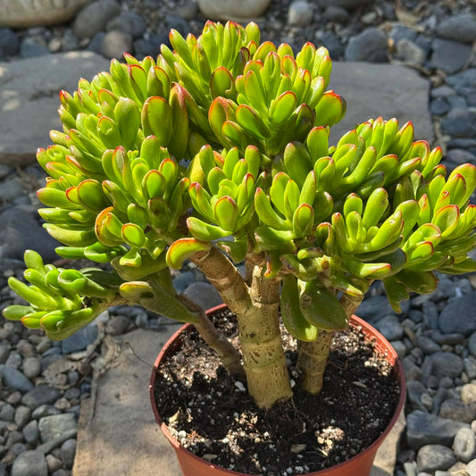 DesertScapeSucculent Succulent 6 Inch Crassula ovata Jade 'Hobbit x Crosby'