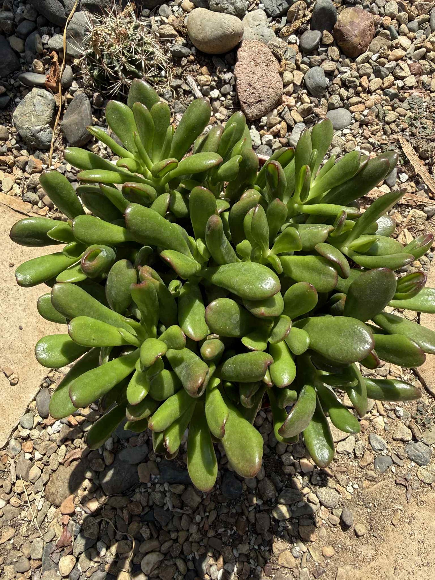 Crassula ovata Jade 'Hobbit x Crosby' - 6 Inch Assorted - Succulent - DesertScapeSucculent
