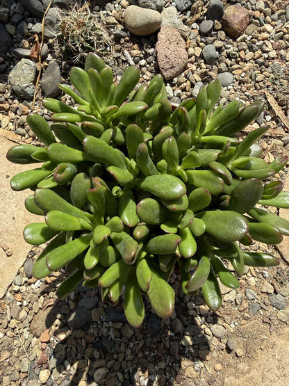 Crassula ovata Jade 'Hobbit x Crosby' - 6 Inch Assorted - Succulent - DesertScapeSucculent