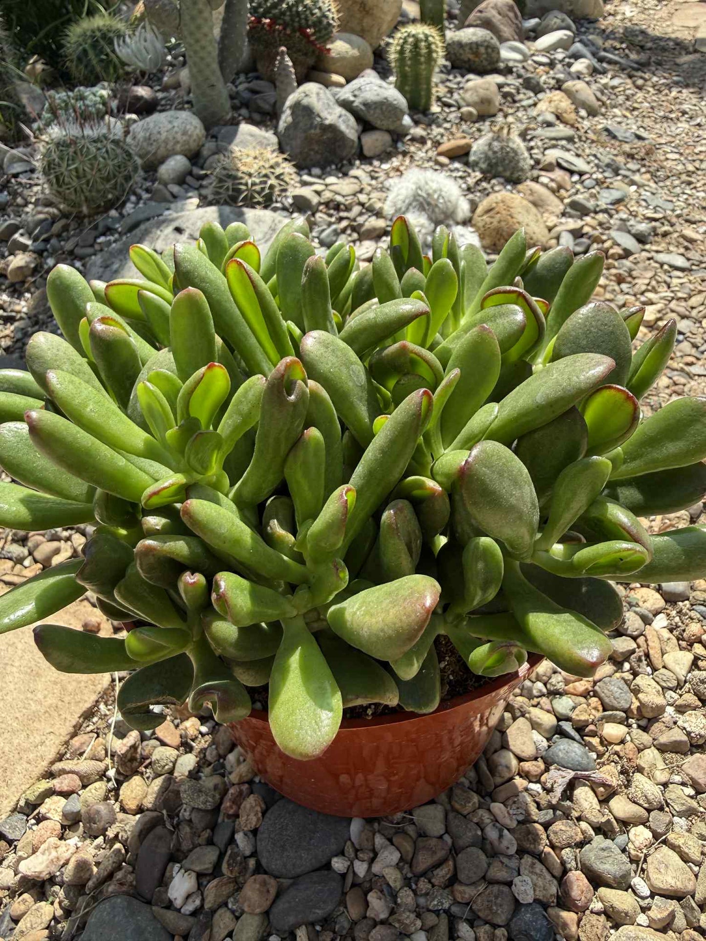 Crassula ovata Jade 'Hobbit x Crosby' - 6 Inch Assorted - Succulent - DesertScapeSucculent