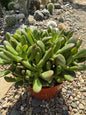 Crassula ovata Jade 'Hobbit x Crosby' - 6 Inch Assorted - Succulent - DesertScapeSucculent
