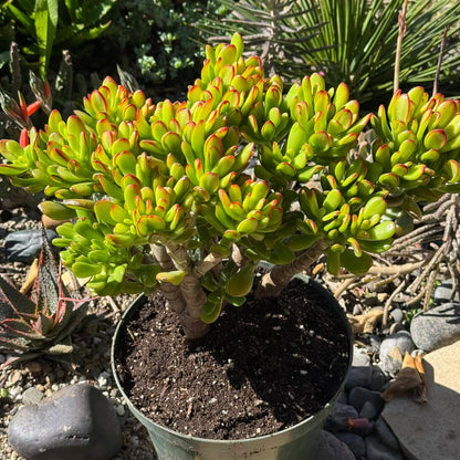 DesertScapeSucculent Succulent 8 Inch Crassula ovata Jade 'Hobbit x Crosby'