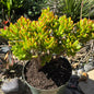 DesertScapeSucculent Succulent 8 Inch Crassula ovata Jade 'Hobbit x Crosby'