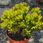 DesertScapeSucculent Succulent 8 Inch Crassula ovata Jade 'Hobbit x Crosby'