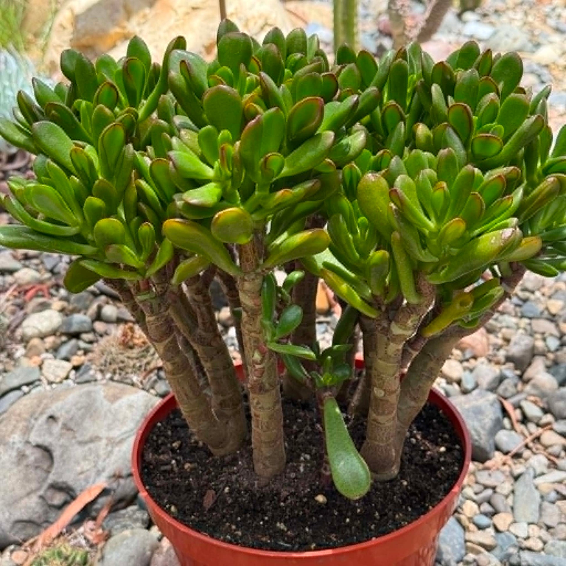 DesertScapeSucculent Succulent 8 Inch Crassula ovata Jade 'Hobbit x Crosby'