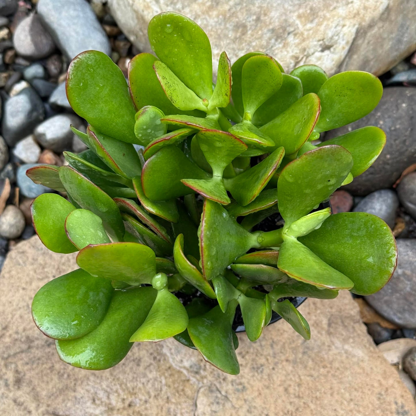DesertScapeSucculent Succulent Crassula ovata 'Jade Plant'