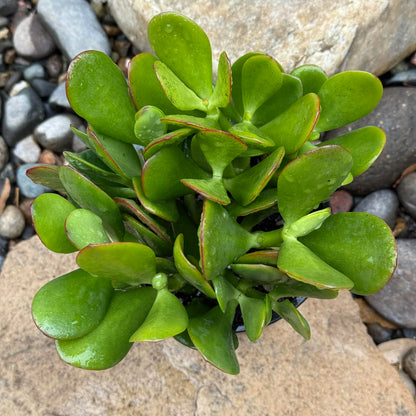 DesertScapeSucculent Succulent Crassula ovata 'Jade Plant'