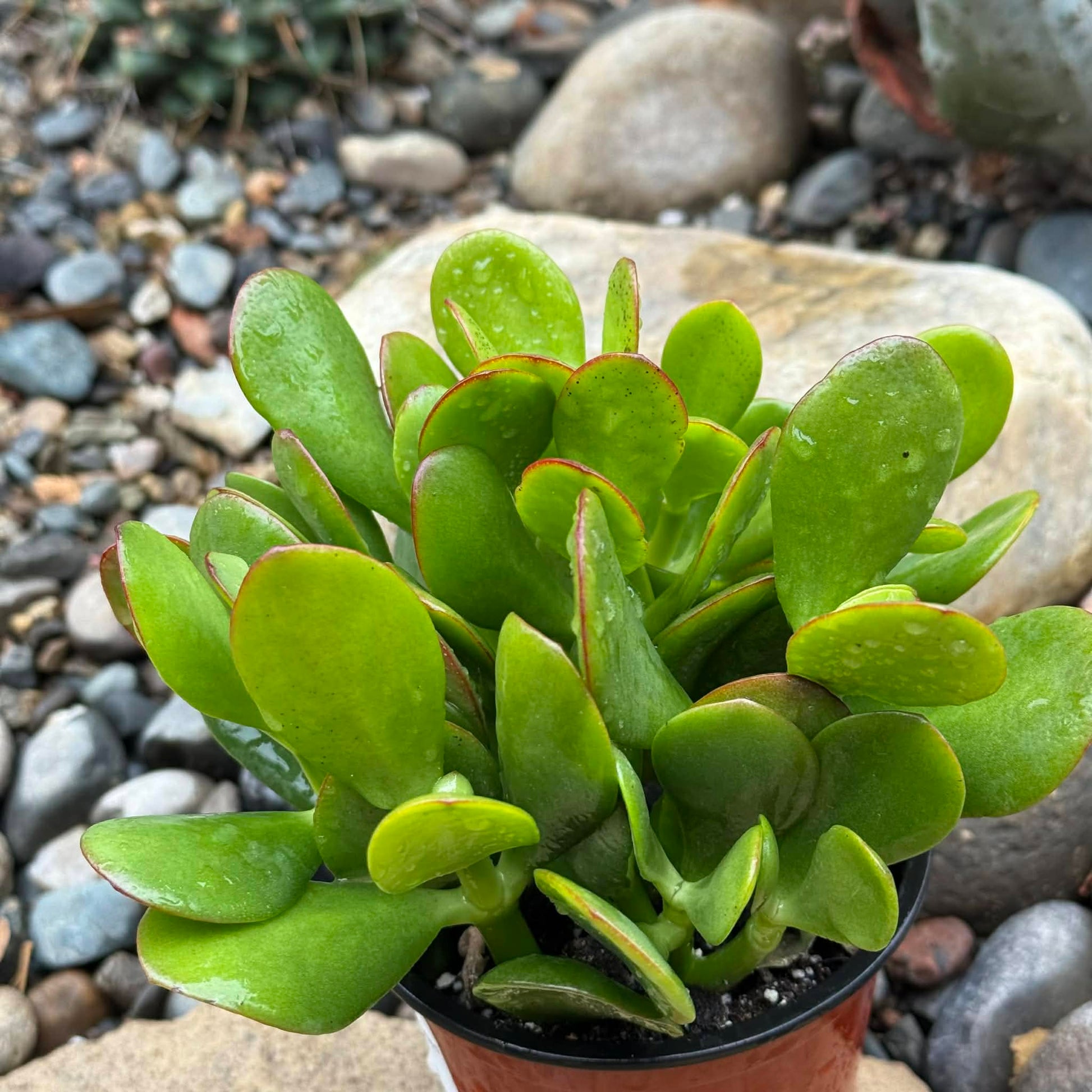 DesertScapeSucculent Succulent 4 Inch Crassula ovata 'Jade Plant'