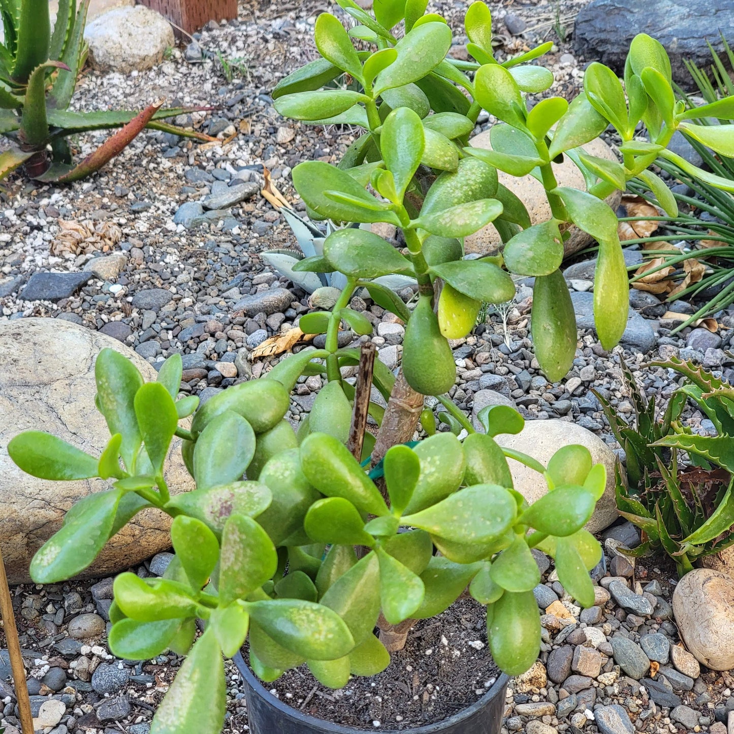 crassula ovata succulent Crassula ovata 'Jade Plant' – DesertScapeSucculent