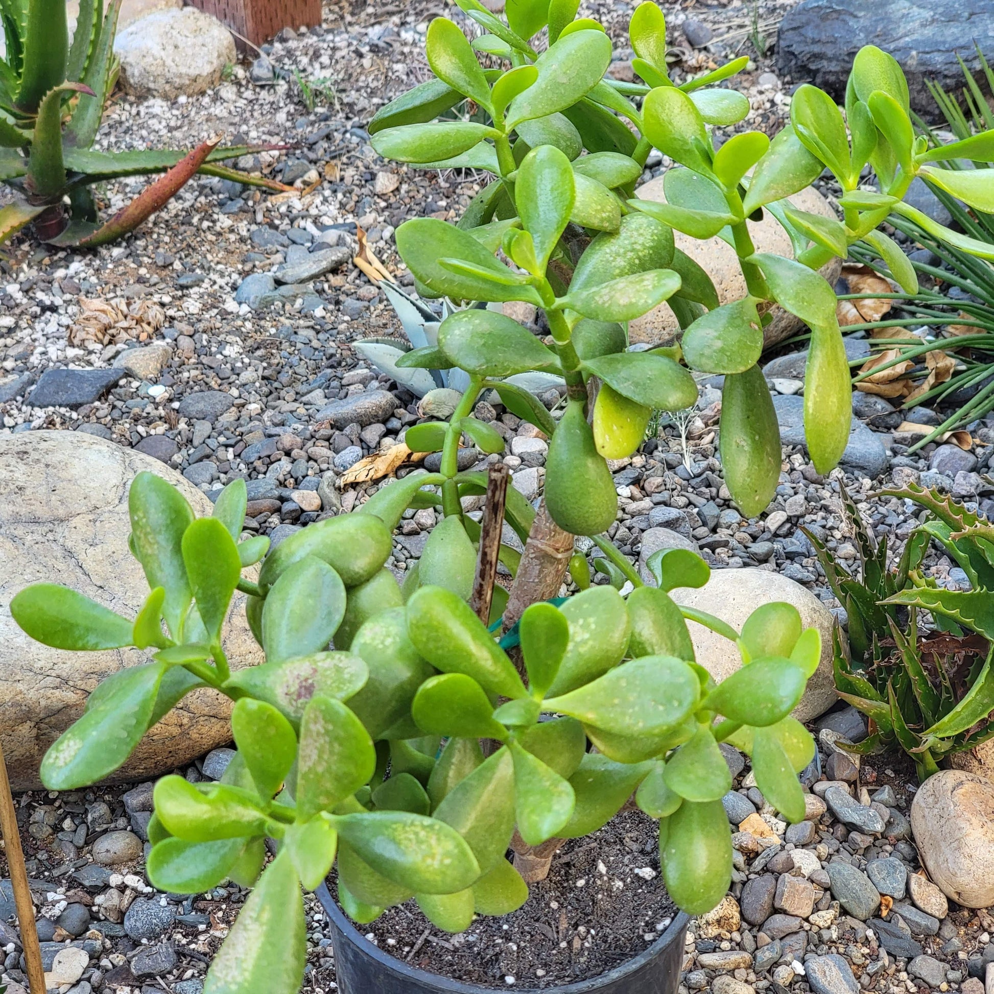 dark green jade plant Crassula ovata 'Jade Plant' – DesertScapeSucculent