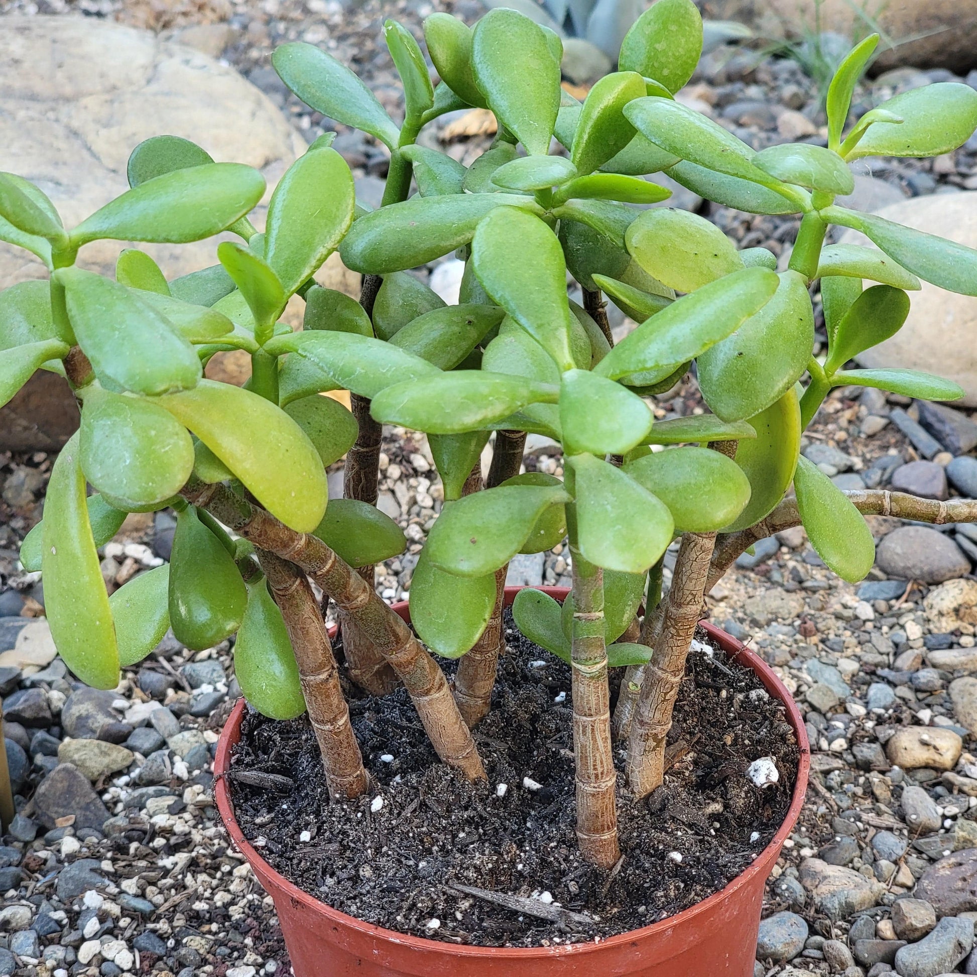 6 jade plant Crassula ovata 'Jade Plant' – DesertScapeSucculent