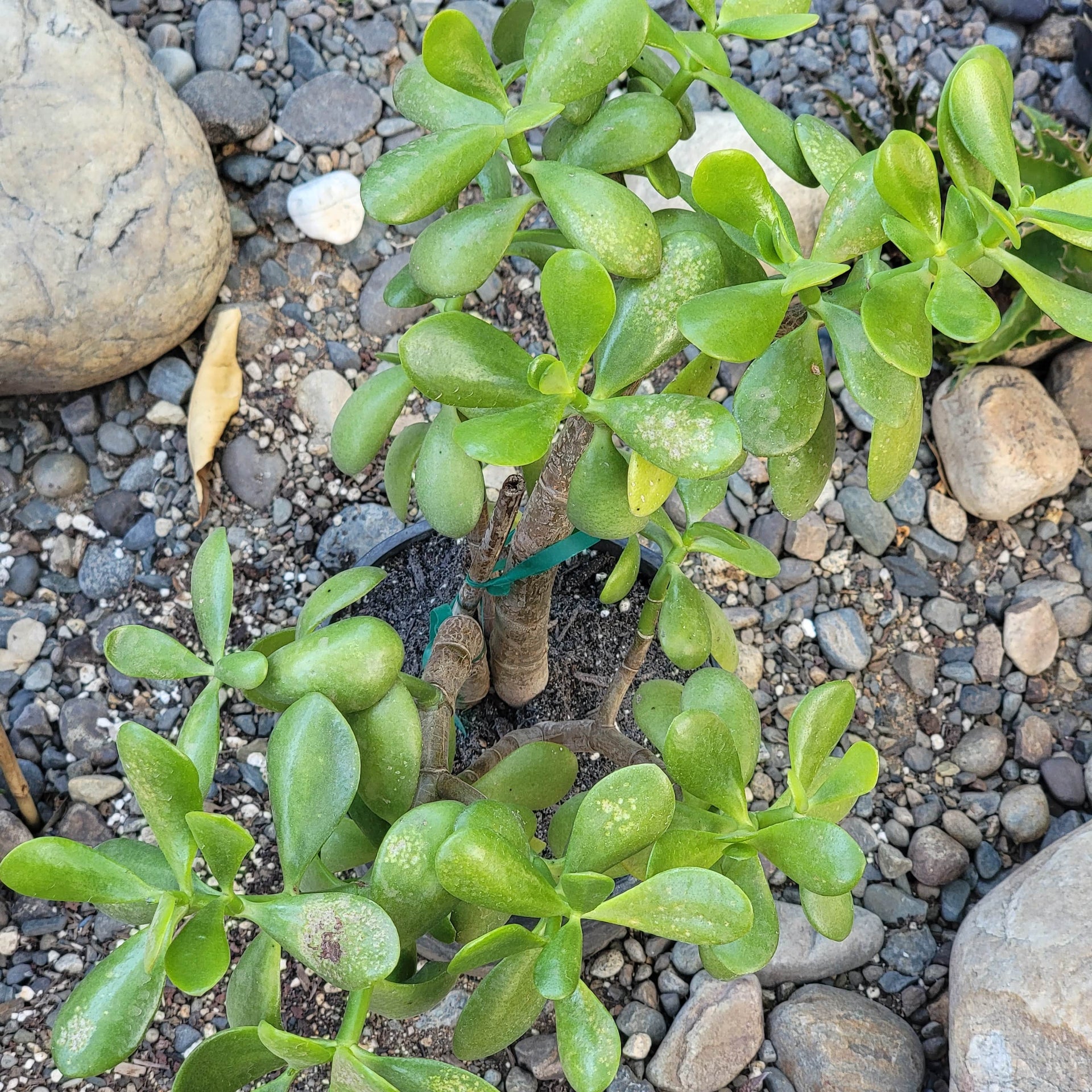 jade plant pointed leaves Crassula ovata 'Jade Plant' – DesertScapeSucculent