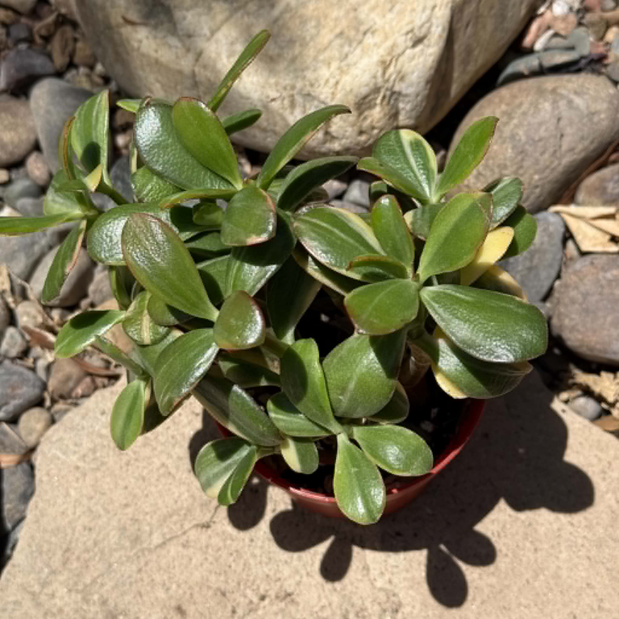 tri color jade plant Crassula ovata 'Tricolor' Jade Plant Var. – DesertScapeSucculent