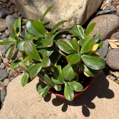 DesertScapeSucculent Succulent Crassula ovata 'Tricolor' Jade Plant Var.