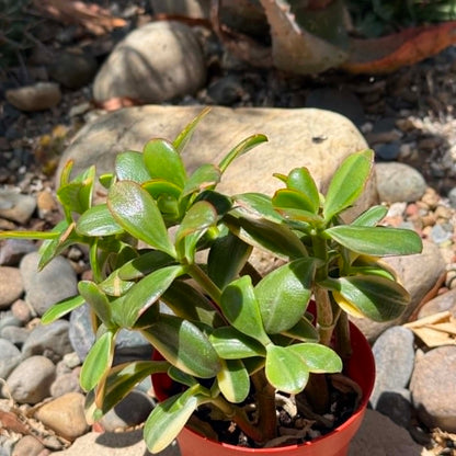 DesertScapeSucculent Succulent 4 Inch Crassula ovata 'Tricolor' Jade Plant Var.