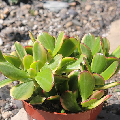 tricolor variegated jade plant Crassula ovata 'Tricolor' Jade Plant Var