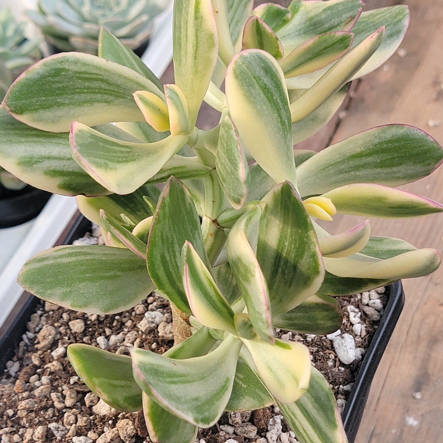 Crassula ovata 'Tricolor' Jade Plant Var.