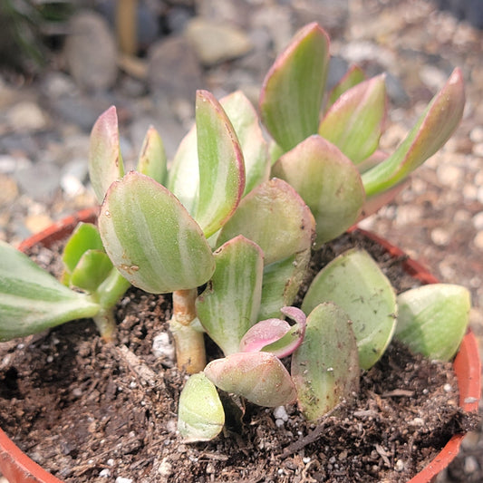 Crassula ovata 'Tricolor' Plante de Jade Var.