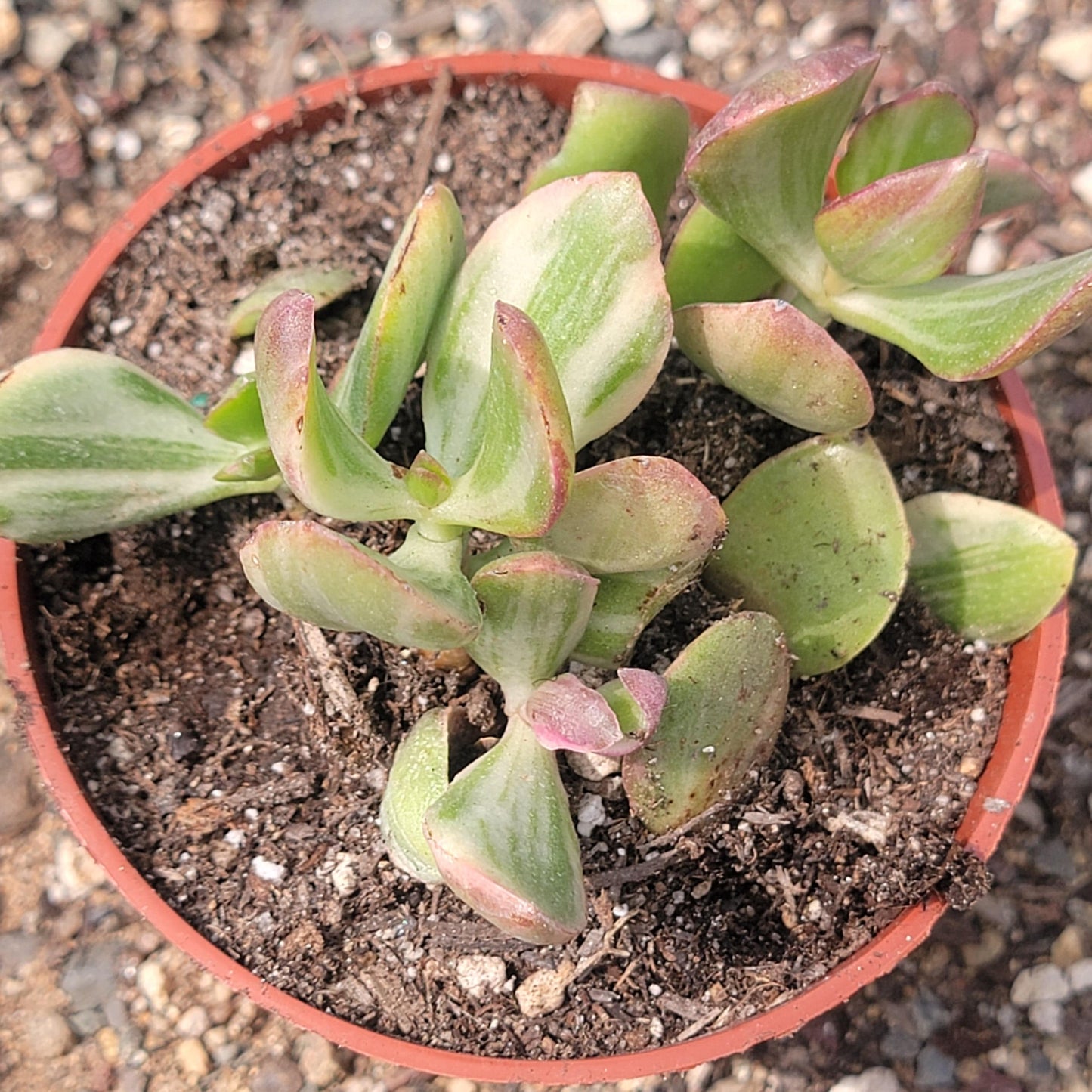 Crassula ovata 'Tricolor' Plante de Jade Var.