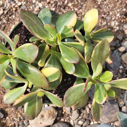 Crassula ovata 'Tricolor' Plante de Jade Var.