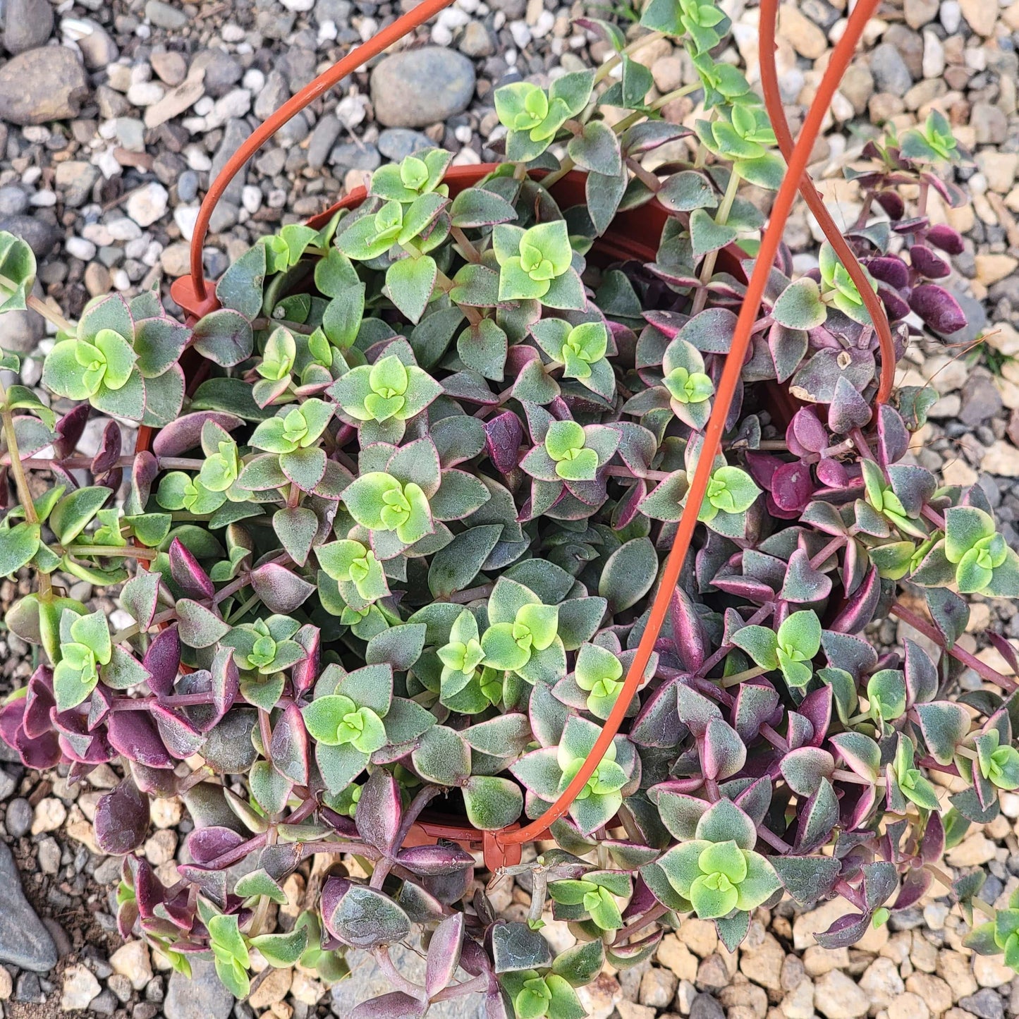 DesertScapeSucculent Succulent Crassula Pelucida 'Calico Kitten'