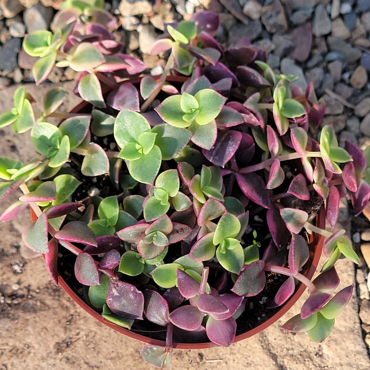 DesertScapeSucculent Succulent Crassula Pelucida 'Calico Kitten'