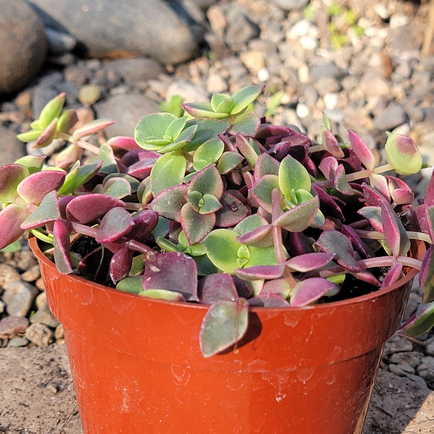 DesertScapeSucculent Succulent 4" Assorted Crassula Pelucida 'Calico Kitten'