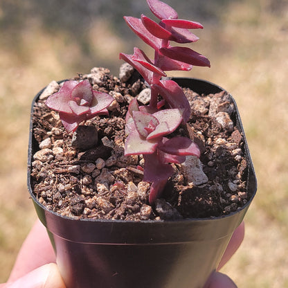 Crassula Pelusida 'Purple Calico Kitten'