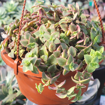 Crassula Pelusida 'Gatito Calicó Púrpura'