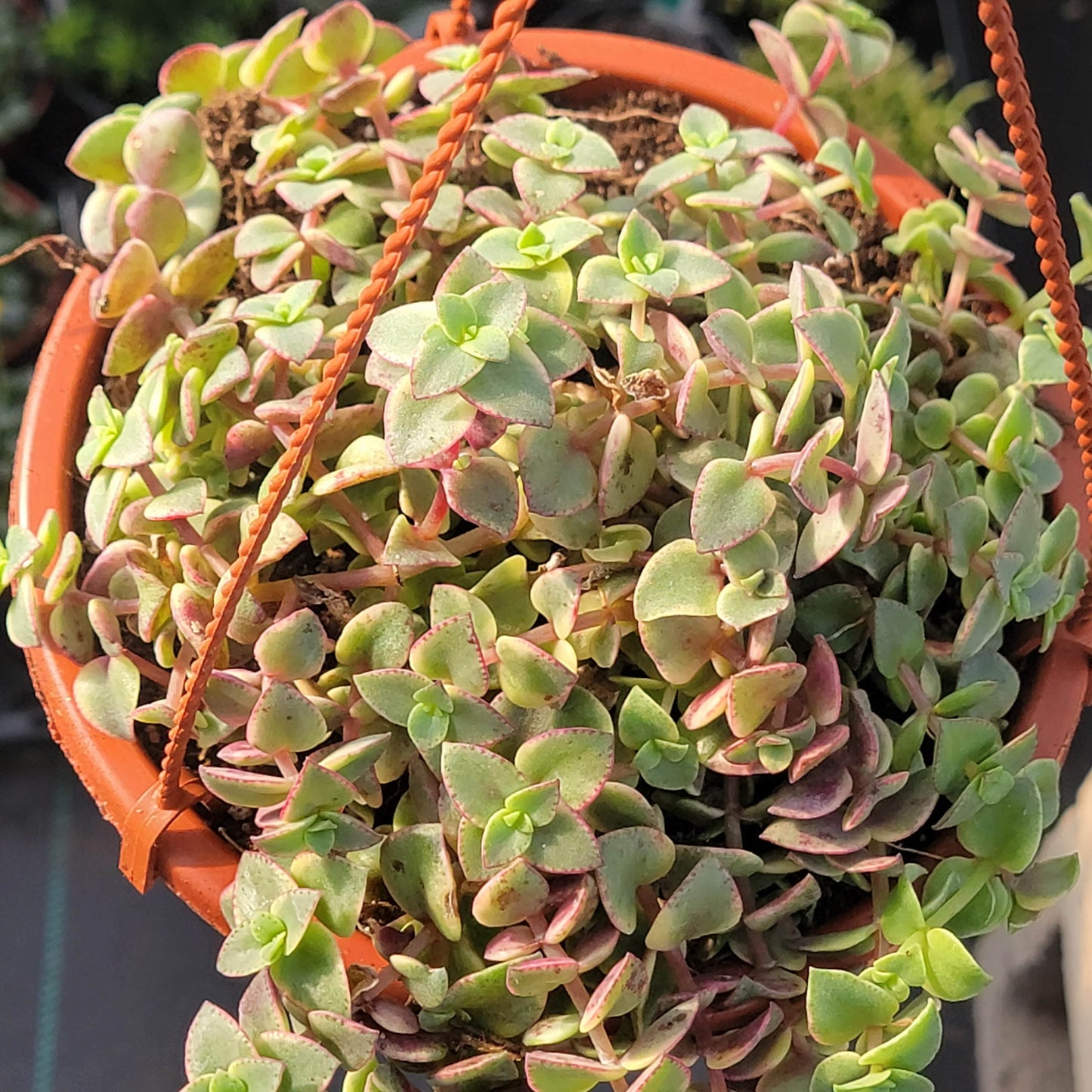 Crassula Pelusida 'Gatito Calicó Púrpura'