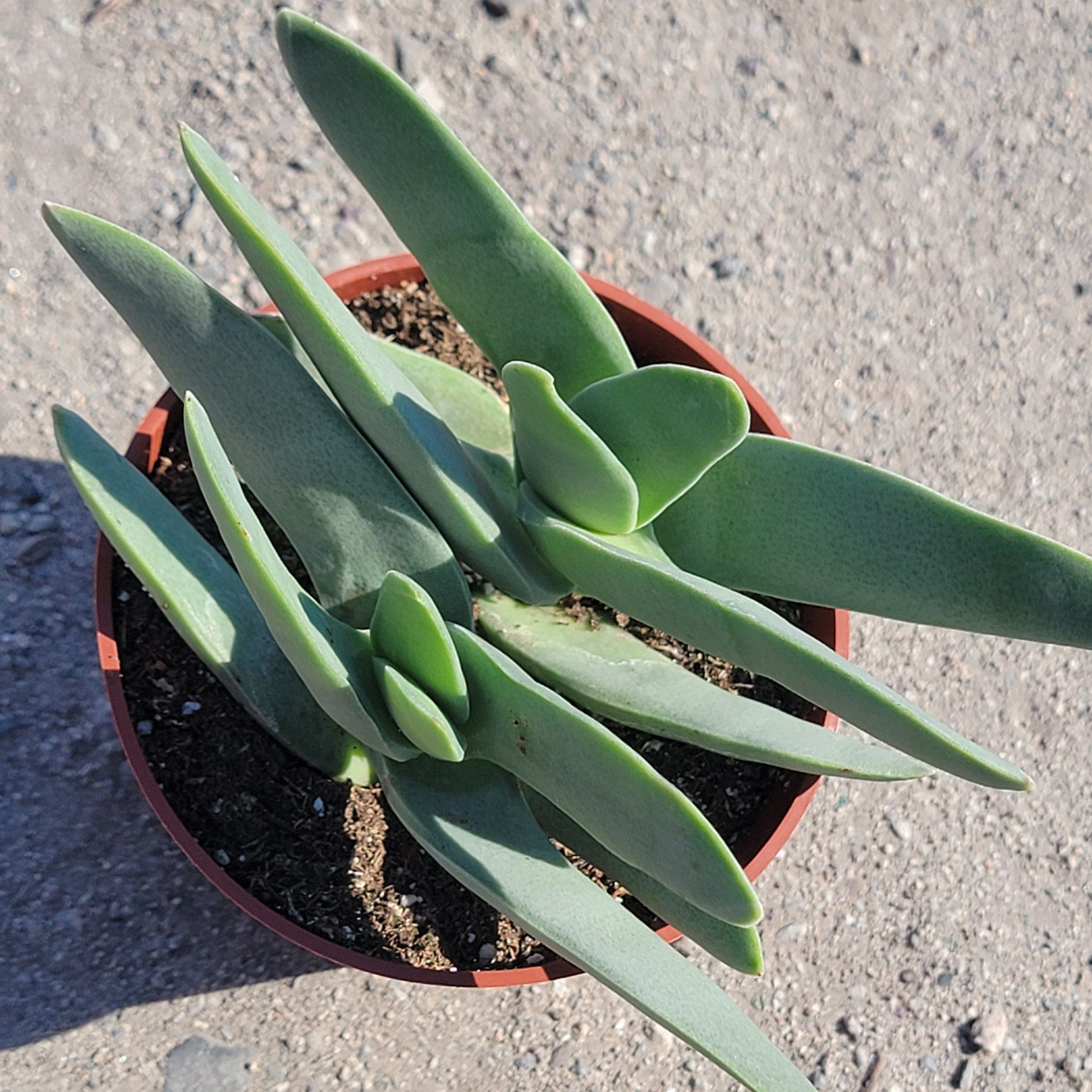 succulent propeller plant Crassula perfoliata ssp. falcata 'Propeller Plant' – DesertScapeSucculent