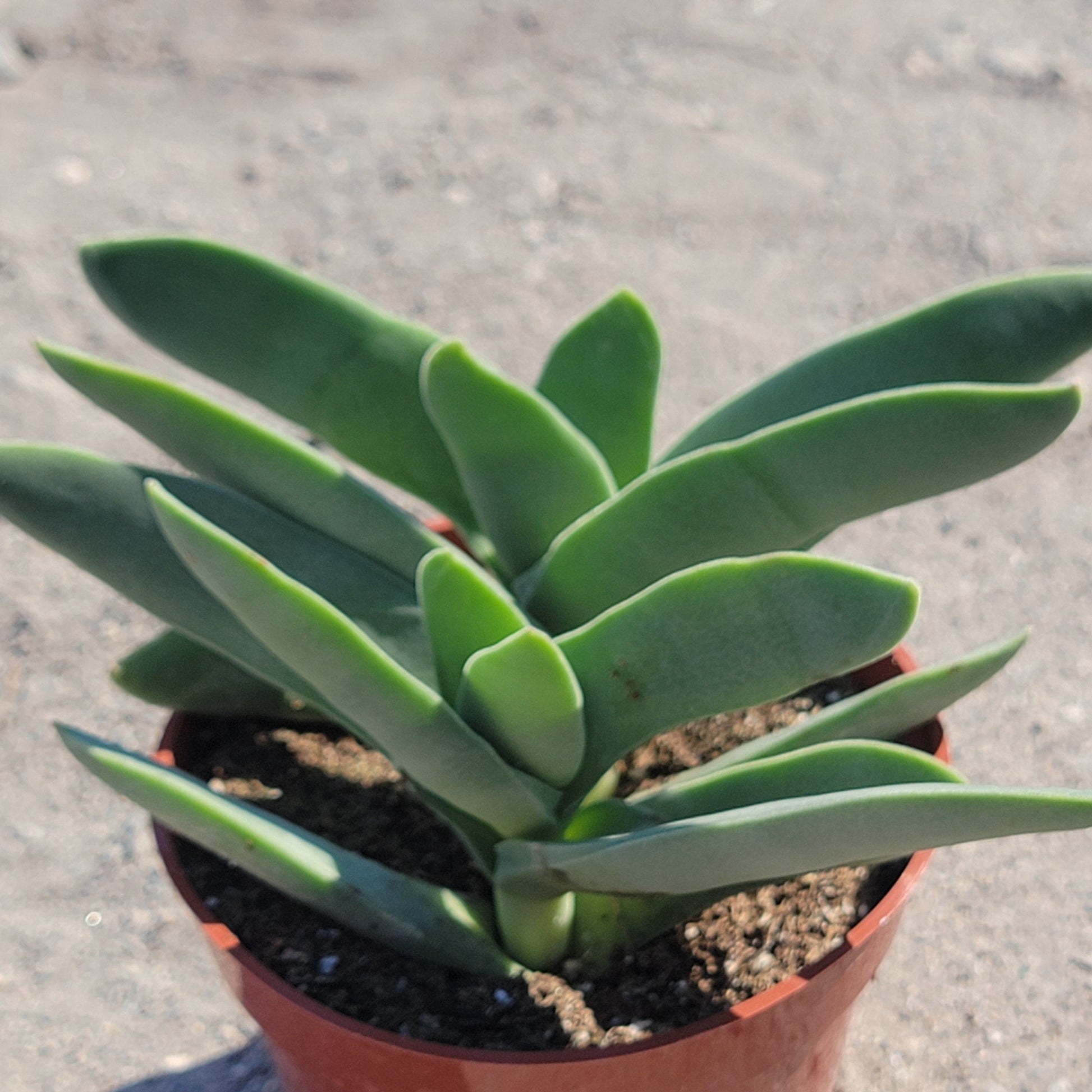 propeller plant succulent Crassula perfoliata ssp. falcata 'Propeller Plant' – DesertScapeSucculent