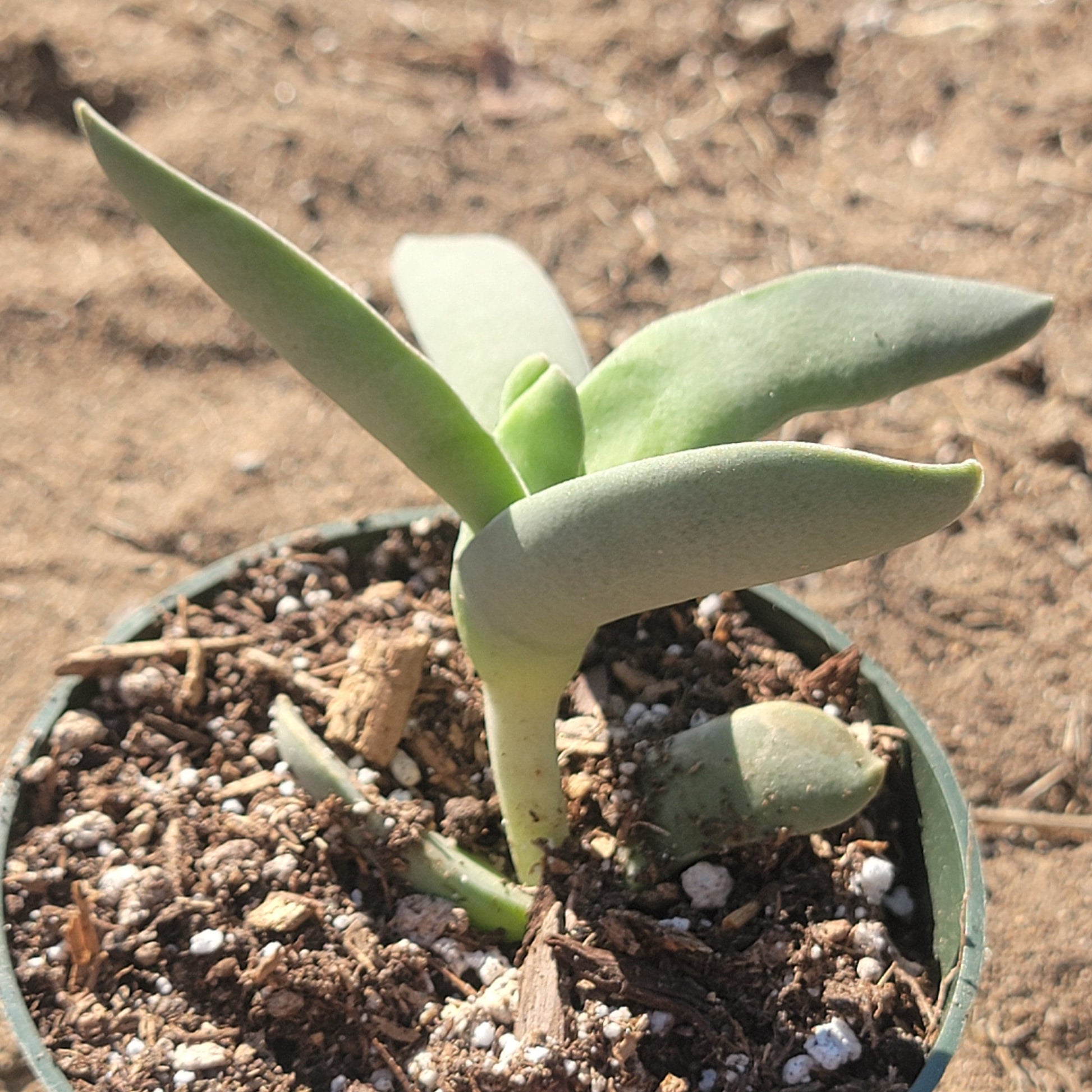 propeller succulent plant Crassula perfoliata ssp. falcata 'Propeller Plant' – DesertScapeSucculent
