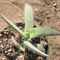 Crassula perfoliata ssp. falcata 'Propeller Plant' - 4 Inch Assorted Single - Succulent - DesertScapeSucculent