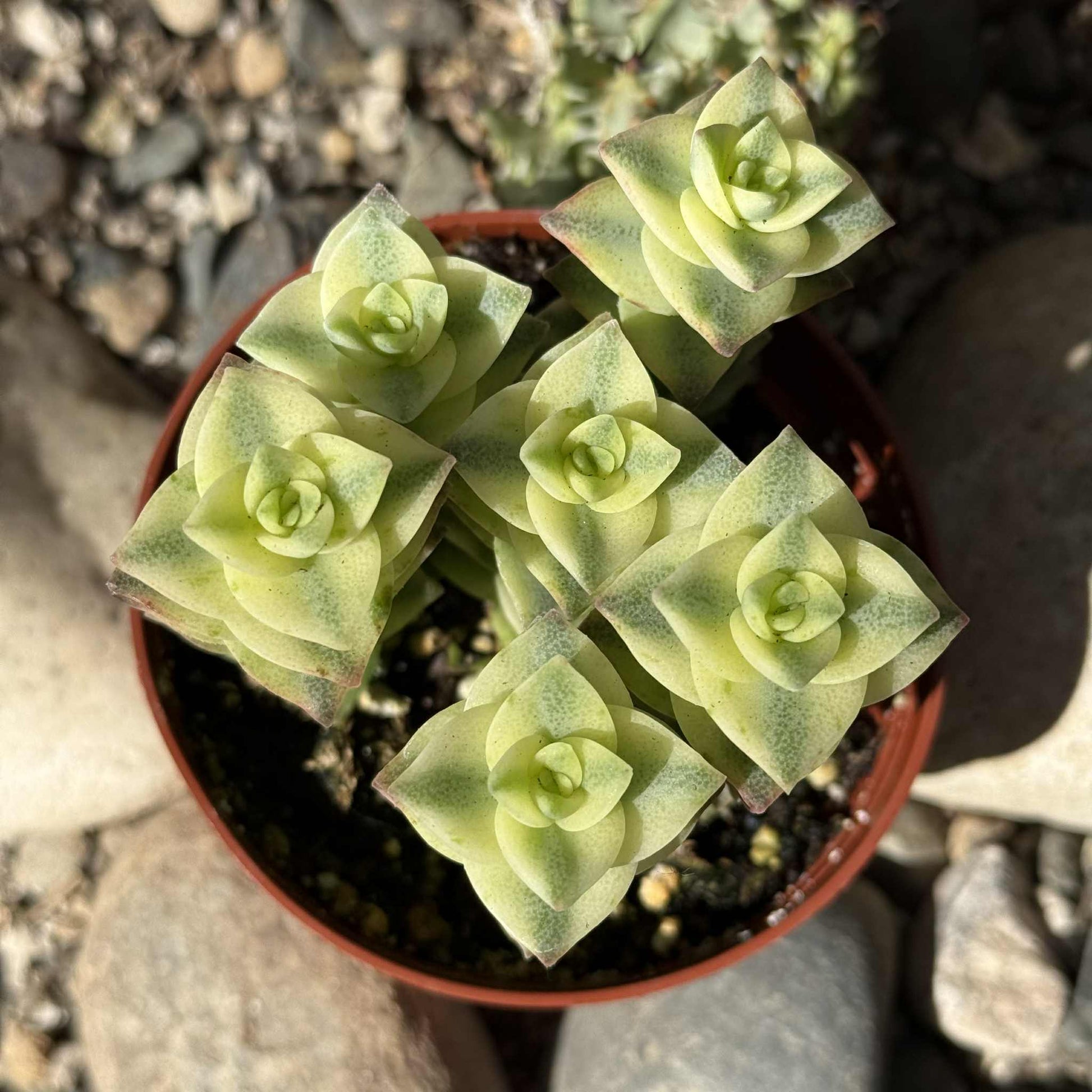 necklace succulent Crassula Perforata 'Diamond Necklace' Var. – DesertScapeSucculent