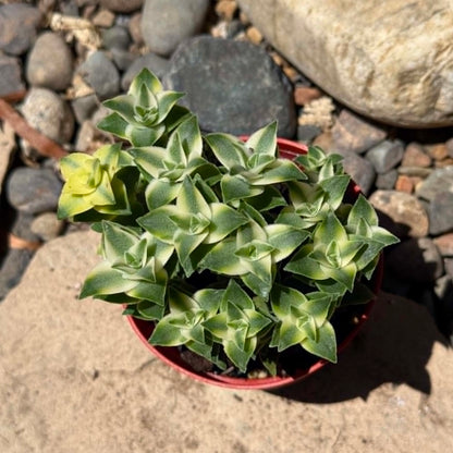 DesertScapeSucculent Succulent Crassula Perforata 'Diamond Necklace' Var.